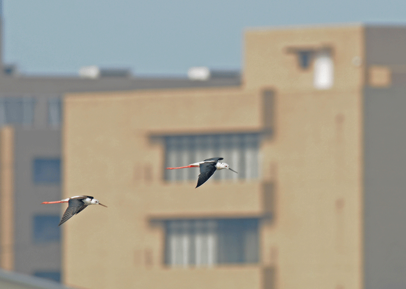 d0290240_21381249.gif