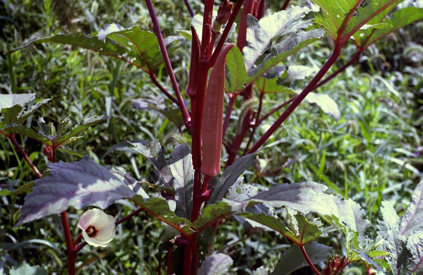 d0089742_22543988.jpg