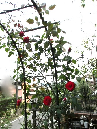 a0243064_20505237.jpg