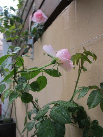 a0243064_20533317.jpg