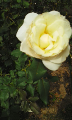 c0336266_11310094.jpg