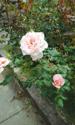 c0336266_11312517.jpg