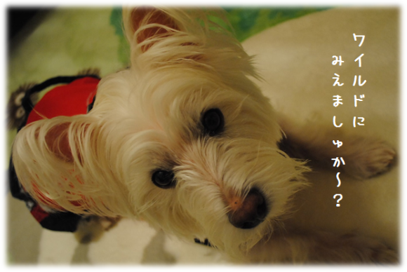 b0242873_00203181.png