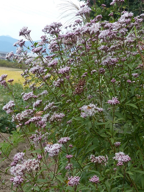 f0357487_2211144.jpg