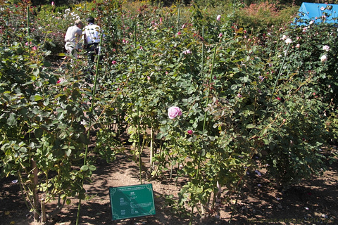 d0166303_16411893.jpg