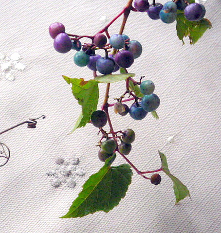 a0214206_19422962.jpg