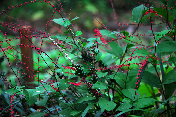 a0263109_1749308.jpg