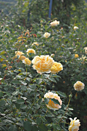 e0292921_226289.jpg