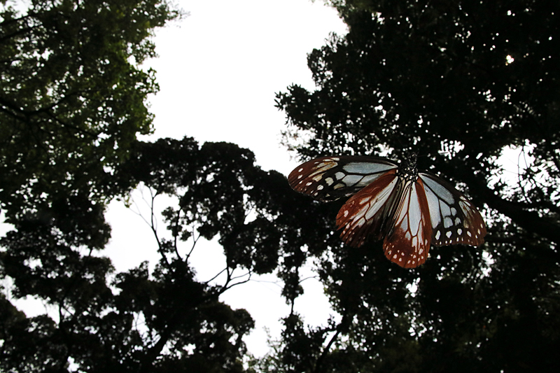 d0054625_10495170.jpg