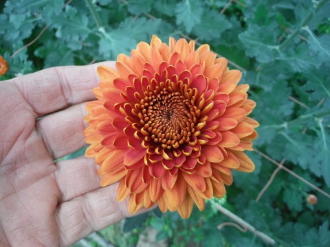 e0120932_13271319.jpg