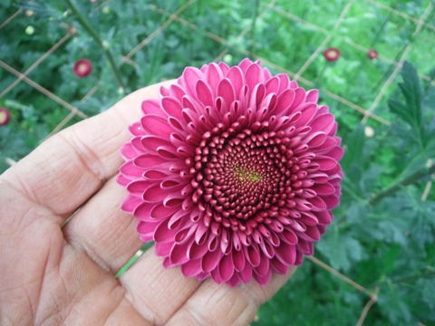 e0120932_13304944.jpg
