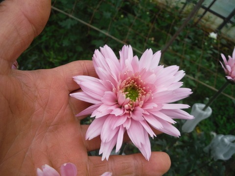 e0120932_13311119.jpg