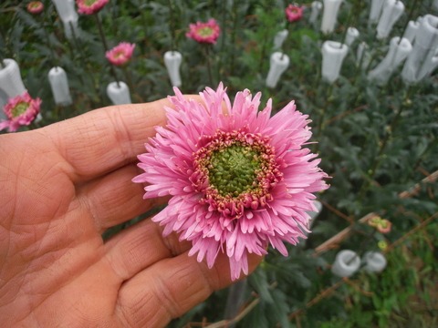 e0120932_13313318.jpg