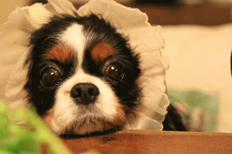 c0145250_10302658.gif