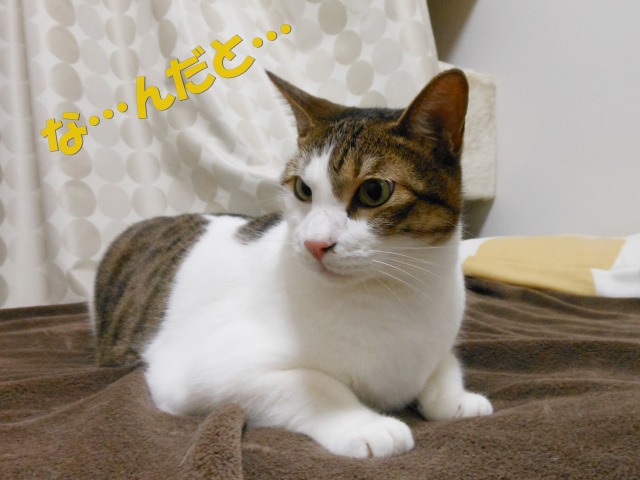 a0150353_21503765.jpg
