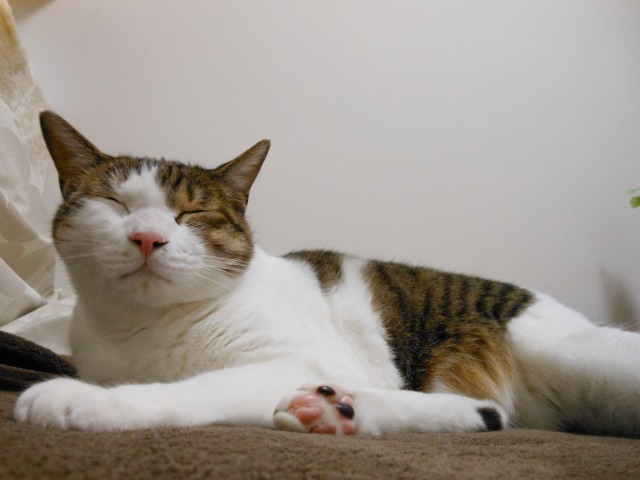 a0150353_2150442.jpg
