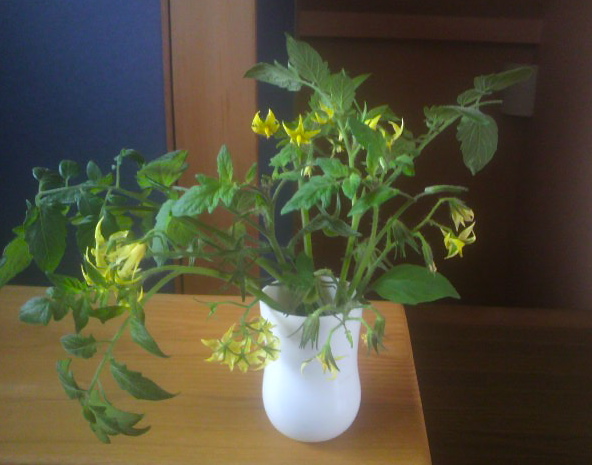 a0195095_10432759.jpg