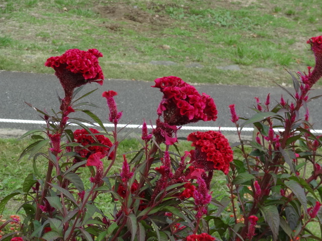 e0016828_10415793.jpg
