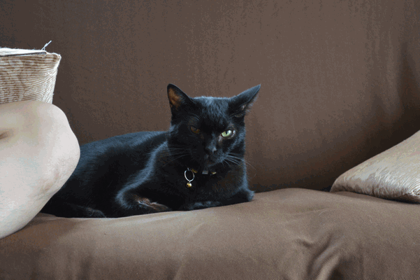 c0136736_10124467.gif