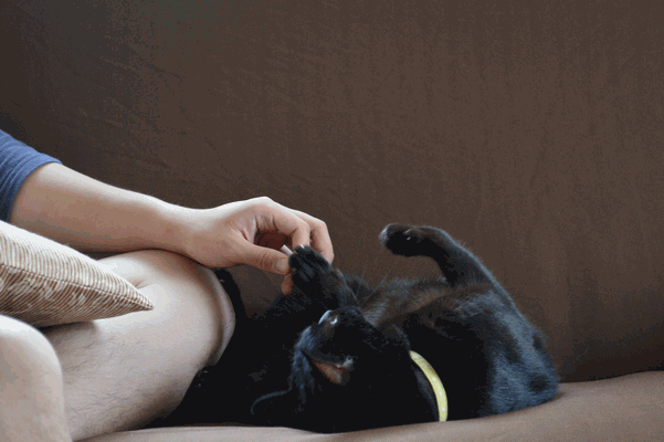 c0136736_10133254.gif