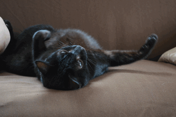 c0136736_10145139.gif