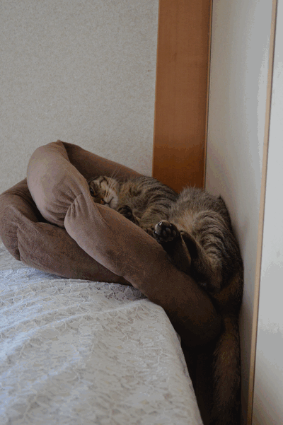 c0136736_10161430.gif