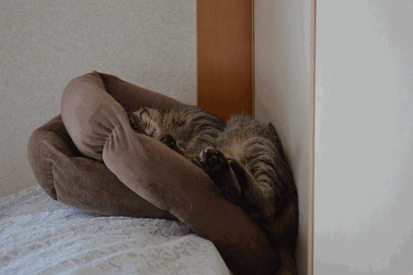 c0136736_10163515.gif