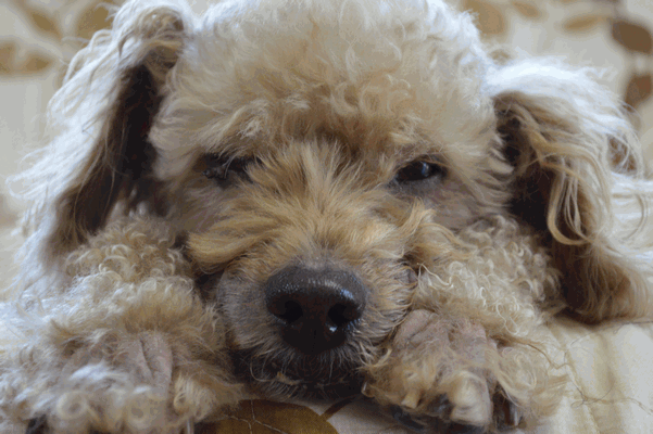c0136736_10909.gif