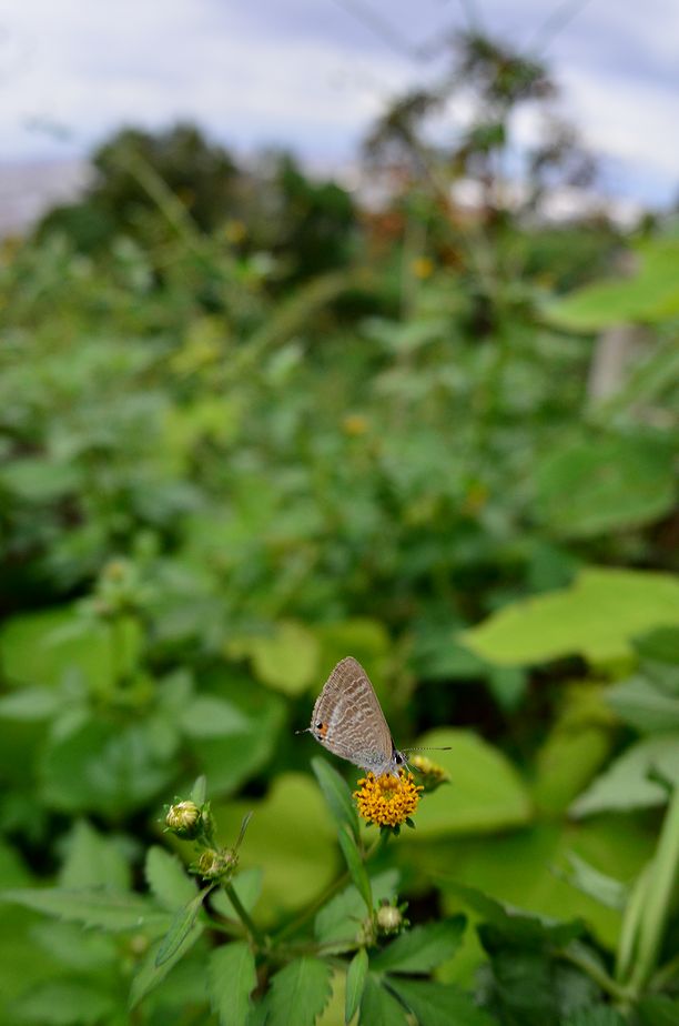f0105542_1554316.jpg