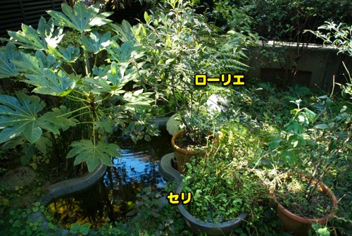 c0063348_11234015.jpg