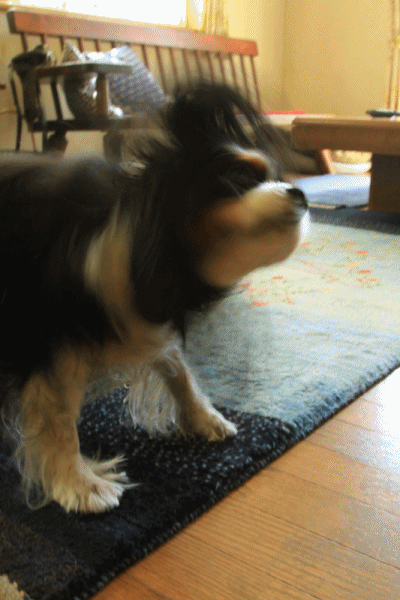 c0145250_20193714.gif