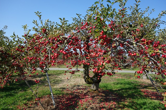 c0248067_9102447.jpg