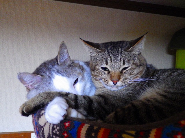 a0159490_1629317.jpg