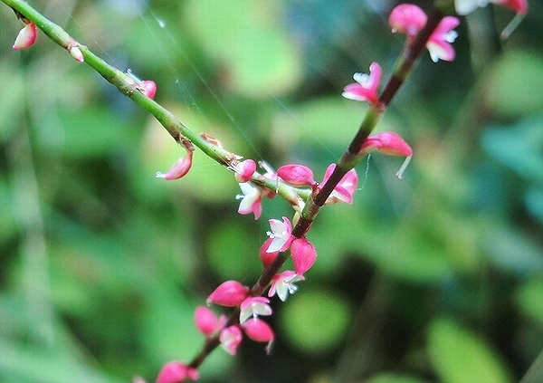 e0143690_21524946.jpg