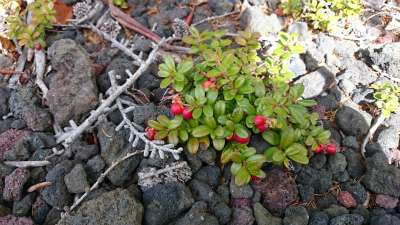 b0147522_14273082.jpg
