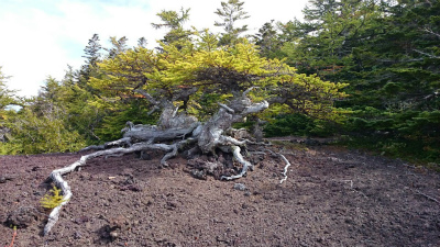 b0147522_14275225.jpg