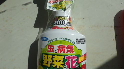 c0300035_1315574.jpg