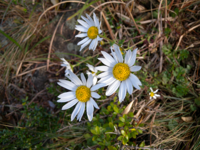 e0272335_20242140.jpg