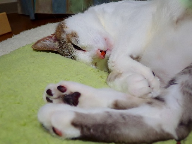 a0159490_10565087.jpg
