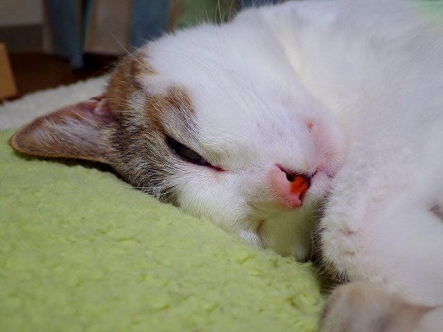 a0159490_10565247.jpg