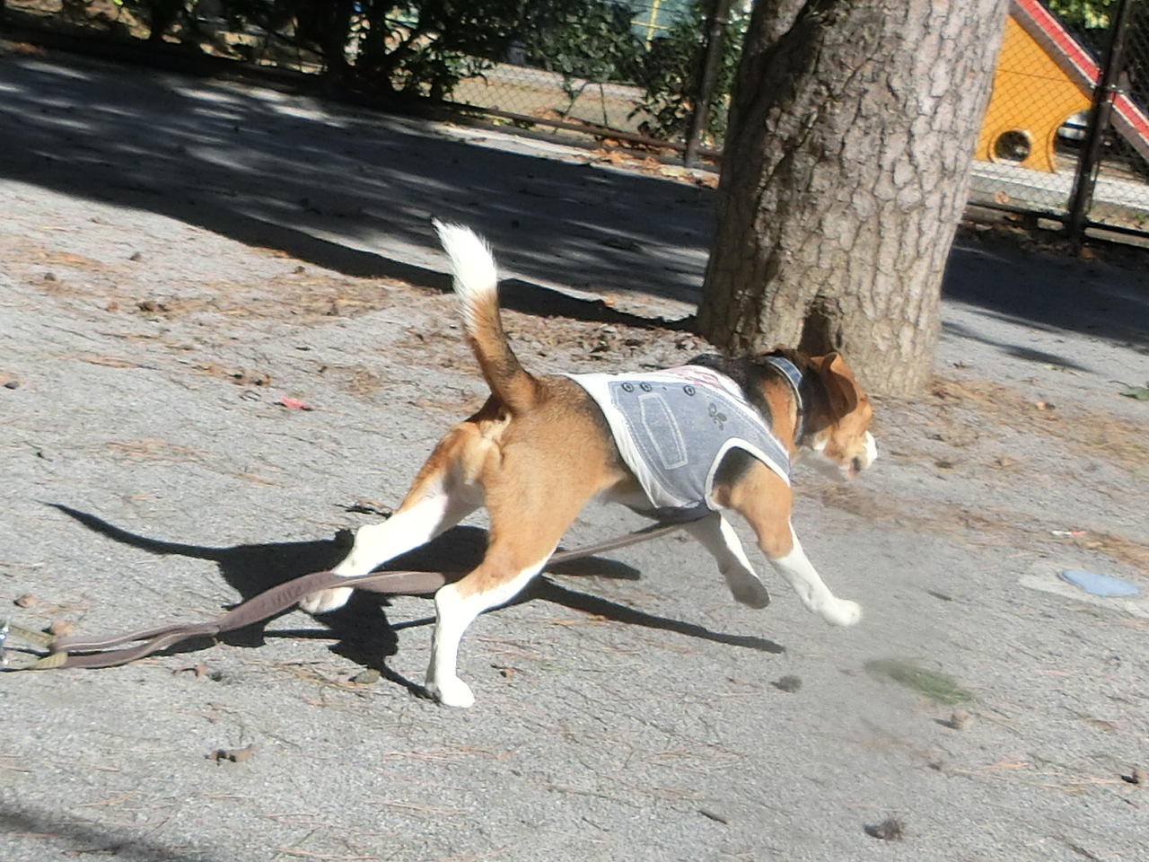 a0319693_98780.jpg