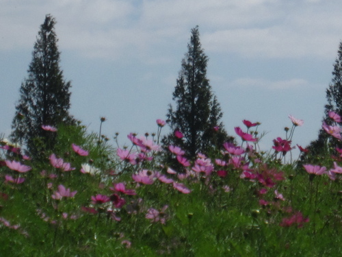 b0243152_7554859.jpg