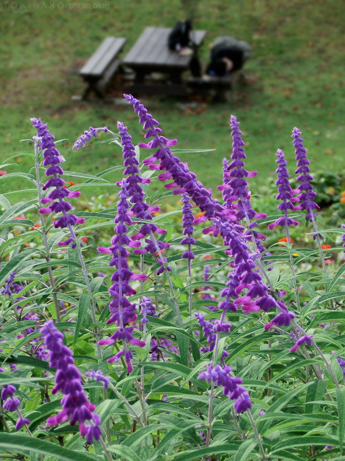 d0100156_11415140.jpg