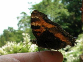b0088772_21143472.jpg