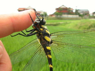 b0088772_21505281.jpg