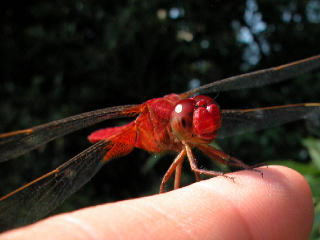 b0088772_21543678.jpg