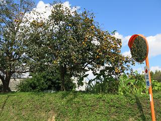 e0130185_17341427.jpg