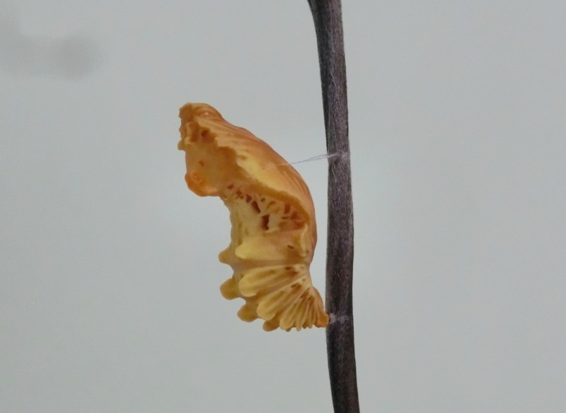 b0194593_15152255.jpg