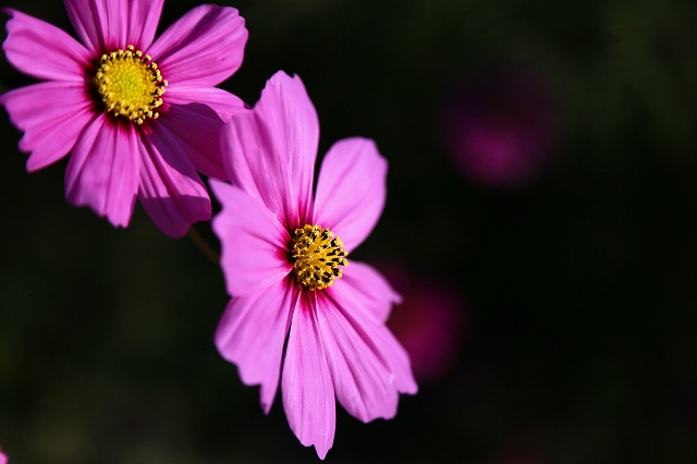 a0242438_21383266.jpg