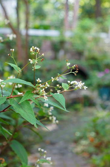 d0083761_192994.jpg